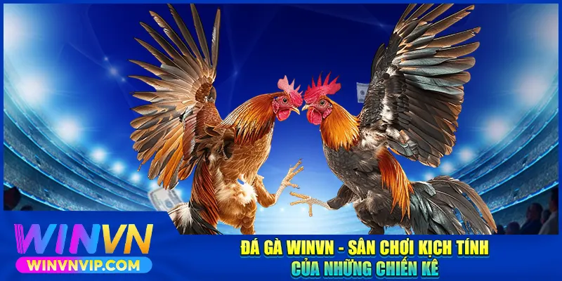 Đá gà Winvn